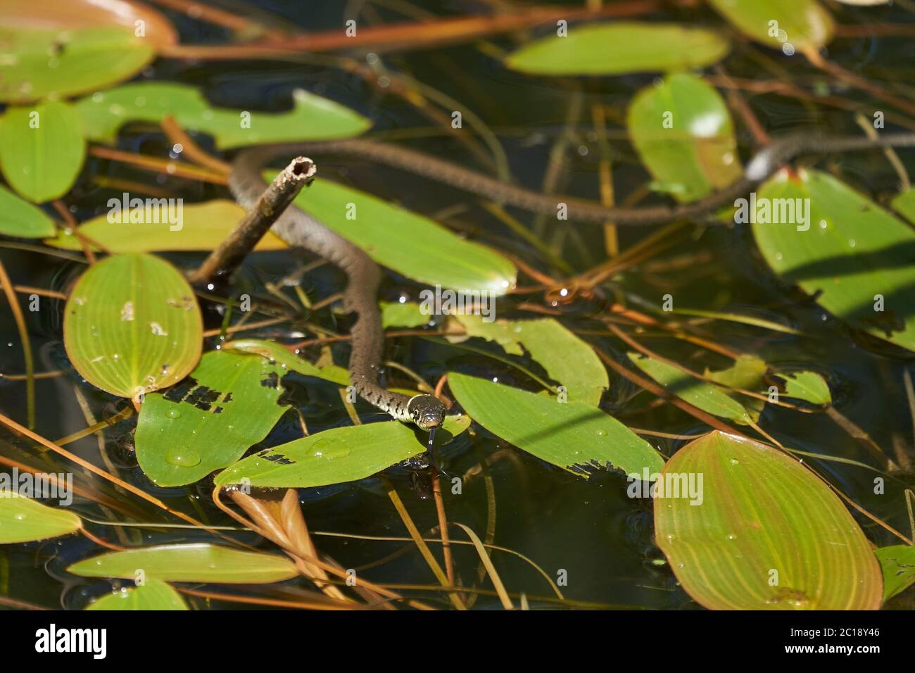 Serpent gras dans le portrait du lac Natrix Natrix Banque D'Images