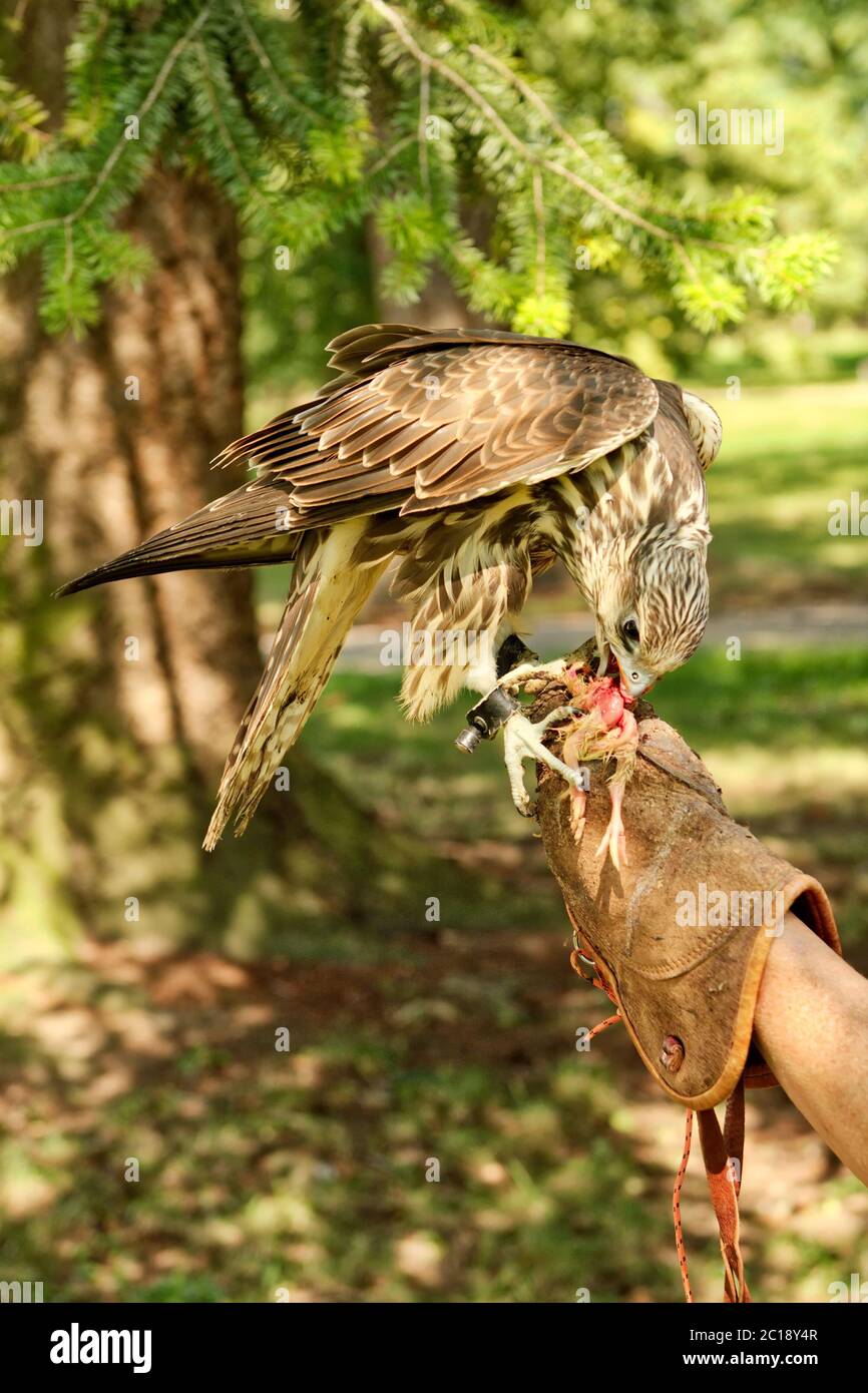 Nourrir l'oiseau prédateur de la petite poule de proie Banque D'Images