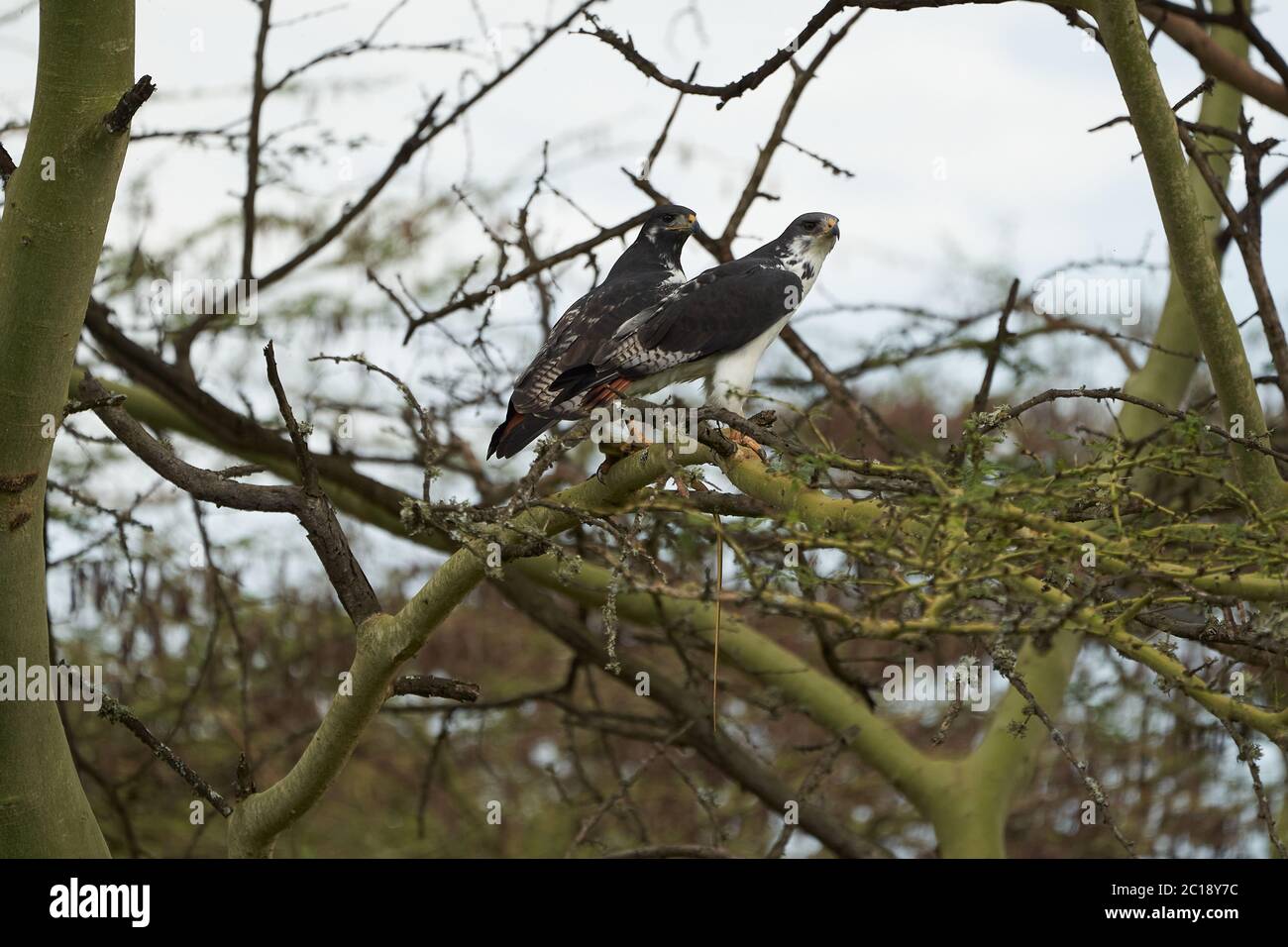 Augur Buteo augurarge oiseau de proie africain avec capture de Mamba vert de l'est Dendroaspis angusticeps serpent très venimeux Banque D'Images
