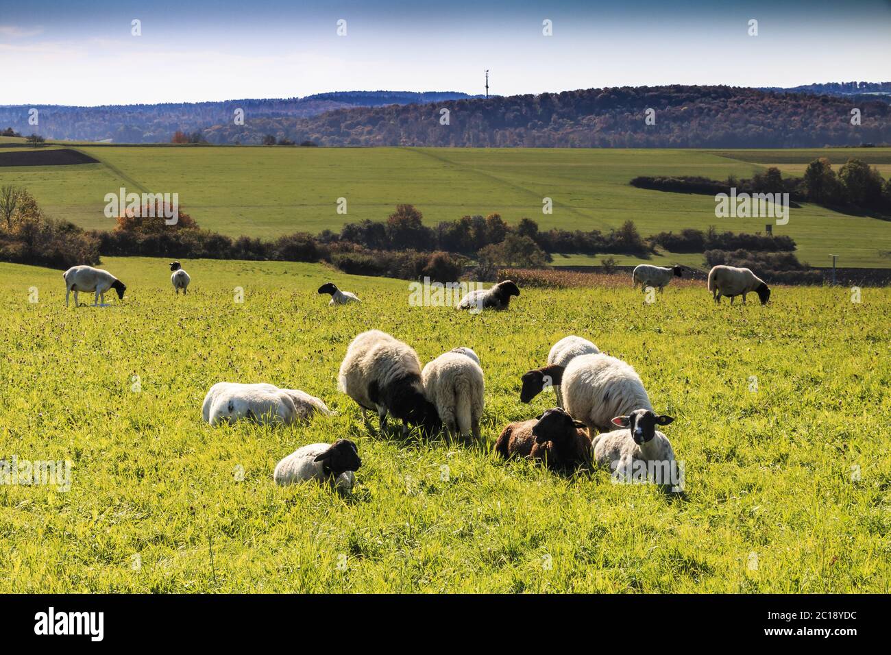 Paysage de l'herde de moutons (Ovis) Banque D'Images