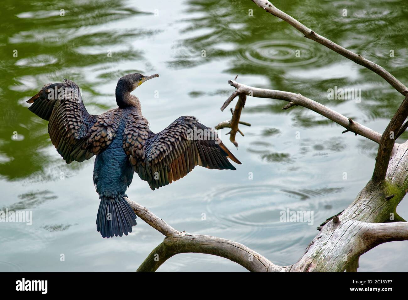 Grand cormoran - Phalacrocorax carbo Banque D'Images