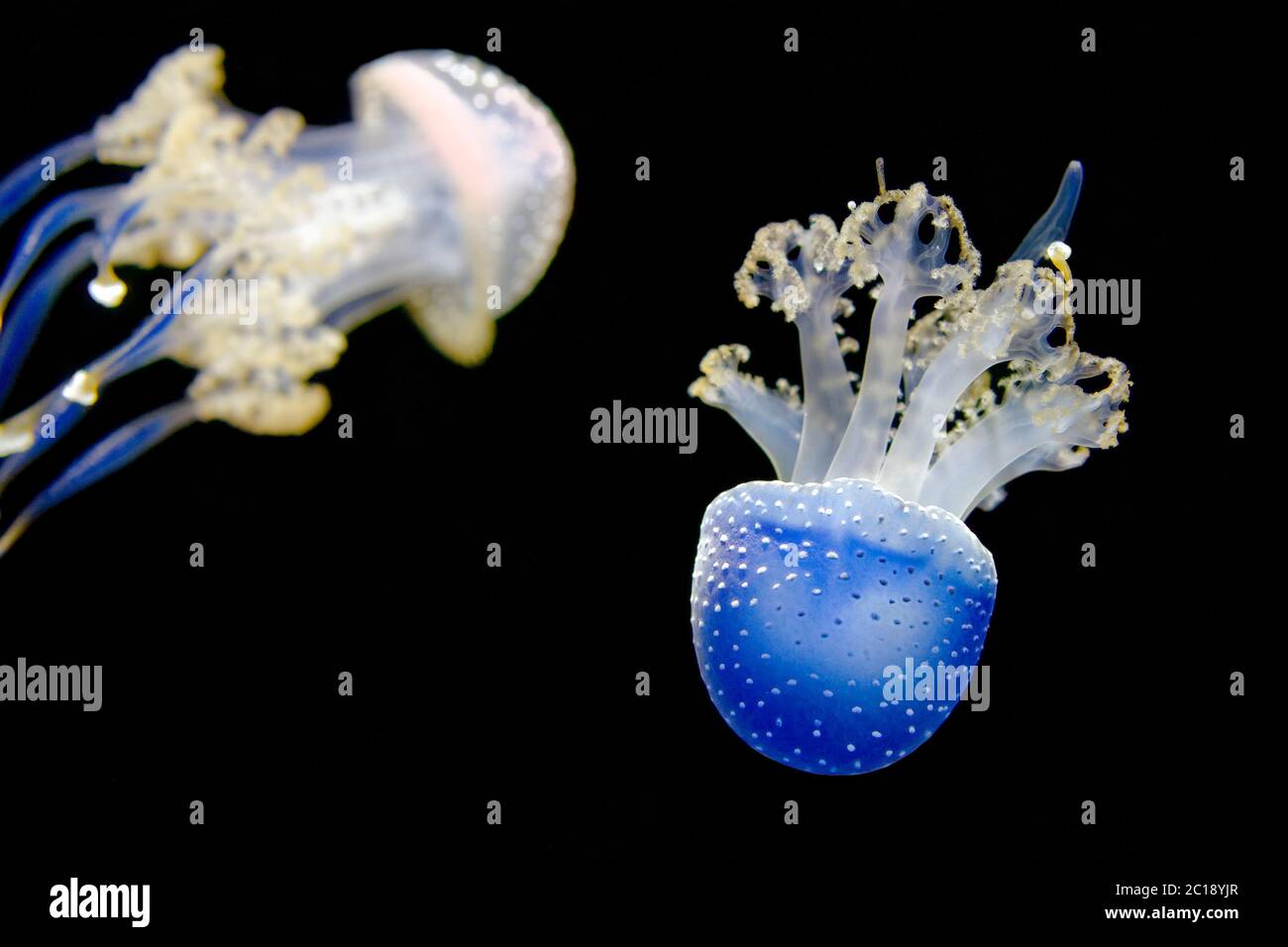 Méduses à pois blancs - Phyllorhiza punctata Banque D'Images