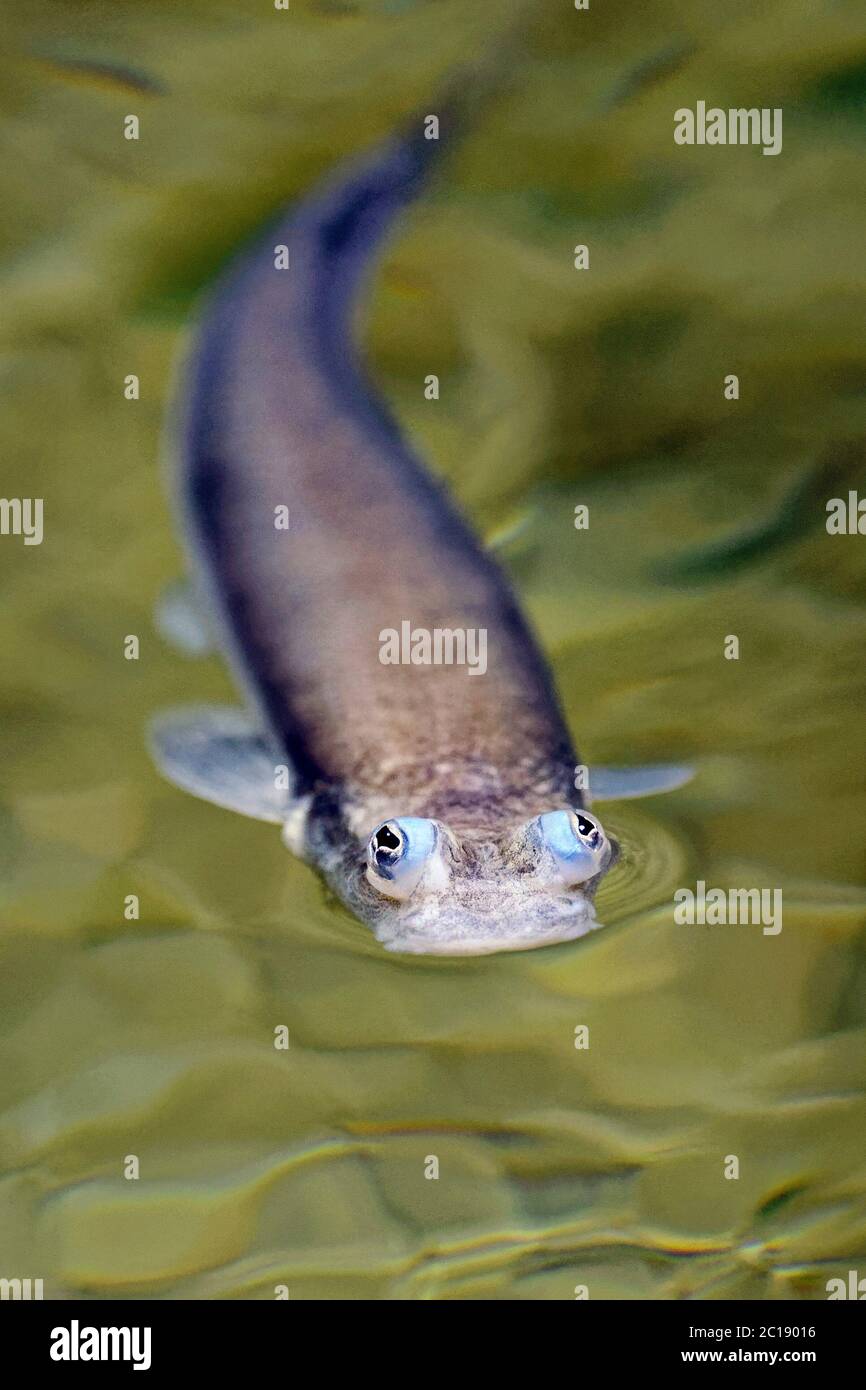 Poissons à quatre yeux à grande échelle - Anableps anableps Banque D'Images