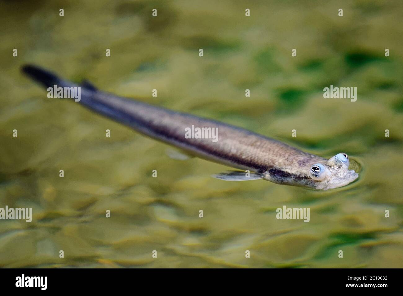Poissons à quatre yeux à grande échelle - Anableps anableps Banque D'Images