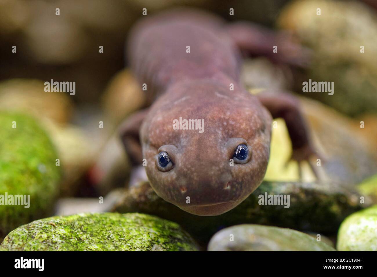 Salamandre stout de Shangcheng - Pachyhynobius shangchengensis Banque D'Images