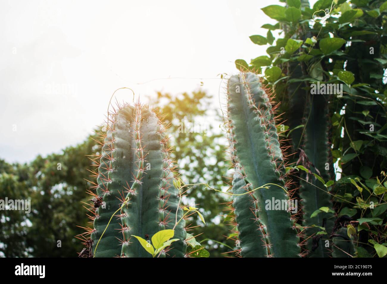 Cactus avec lumière du soleil. Banque D'Images