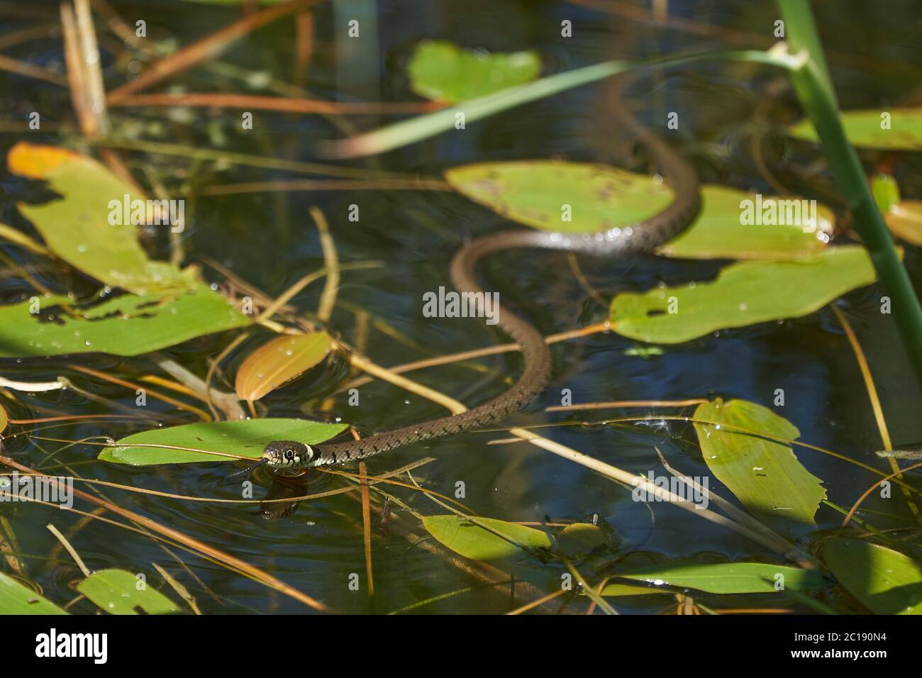 Serpent gras dans le portrait du lac Natrix Natrix Banque D'Images