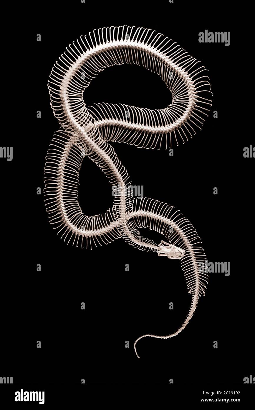 Squelette python de roche indienne - Python molurus Banque D'Images