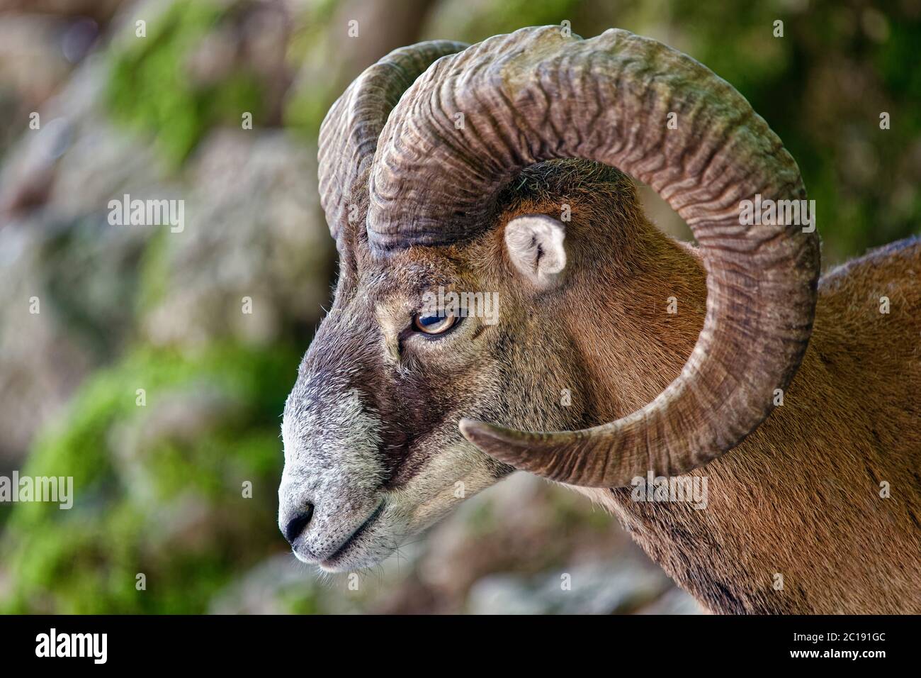 Mouflon européen (mâle) - Ovis orientalis musimon Banque D'Images
