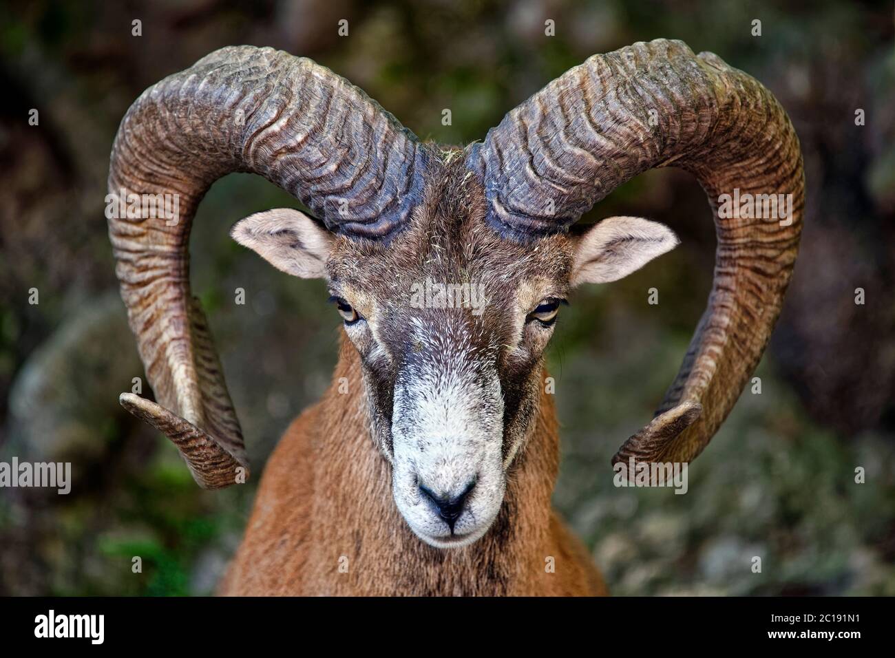 Mouflon européen (mâle) - Ovis orientalis musimon Banque D'Images