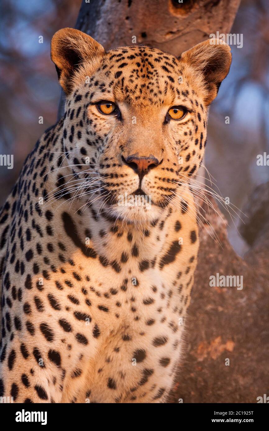 Un portrait de tête de léopard mâle assis dans l'arbre en lumière dorée à Kruger Park Afrique du Sud Banque D'Images
