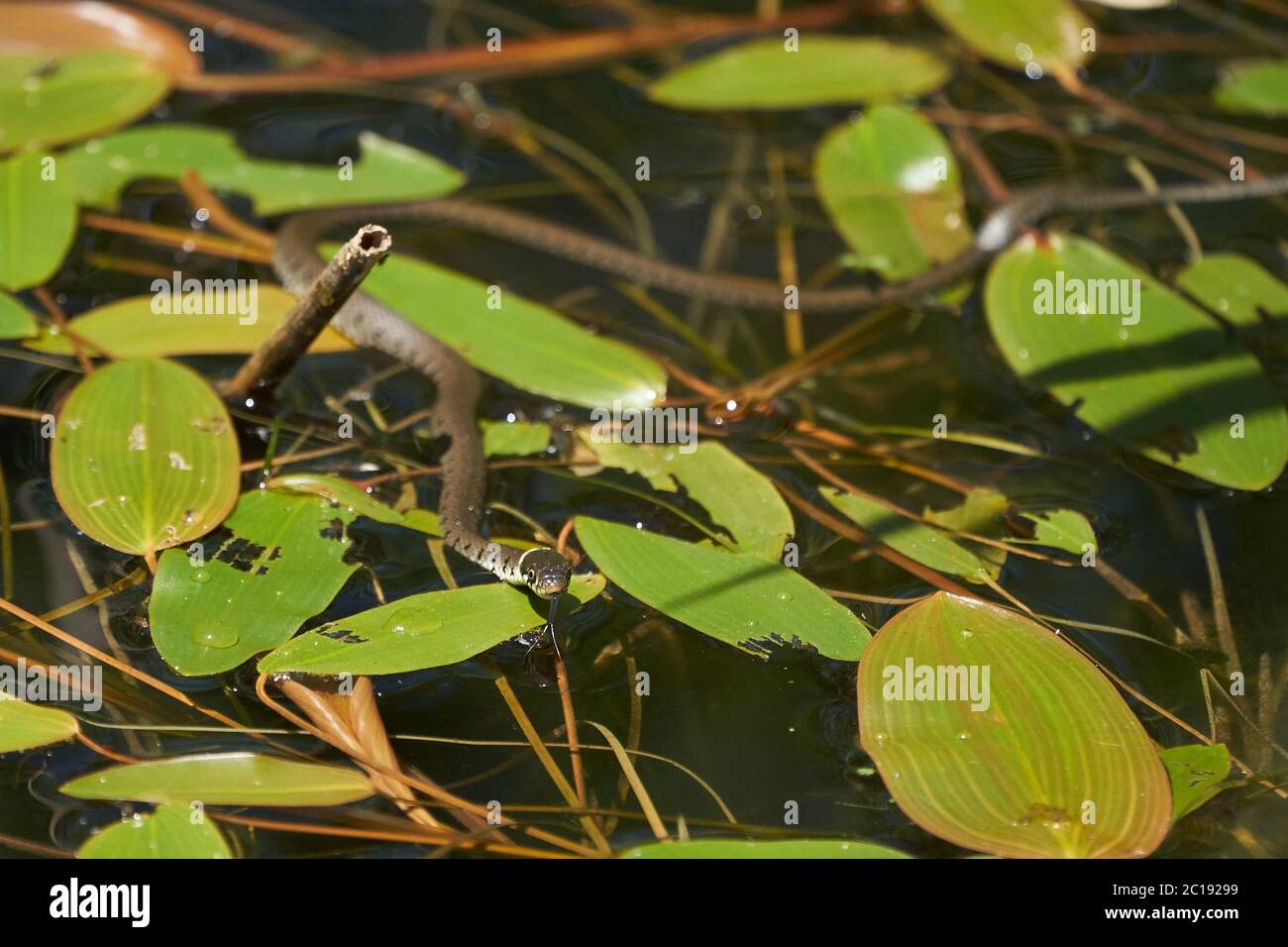 Serpent gras dans le portrait du lac Natrix Natrix Banque D'Images