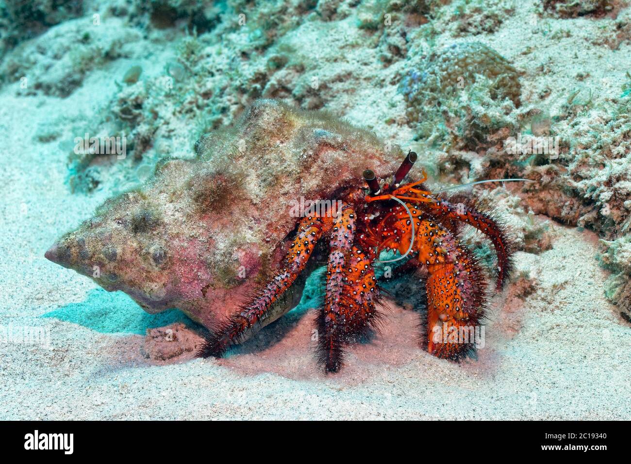 Crabe géant à pois - Dardanus megistos Banque D'Images