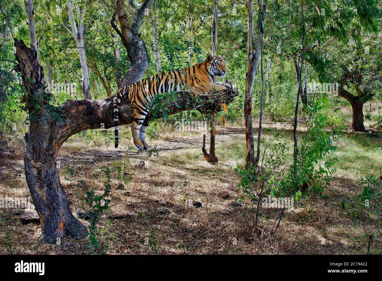 - Tigre du Bengale Panthera tigris tigris Banque D'Images