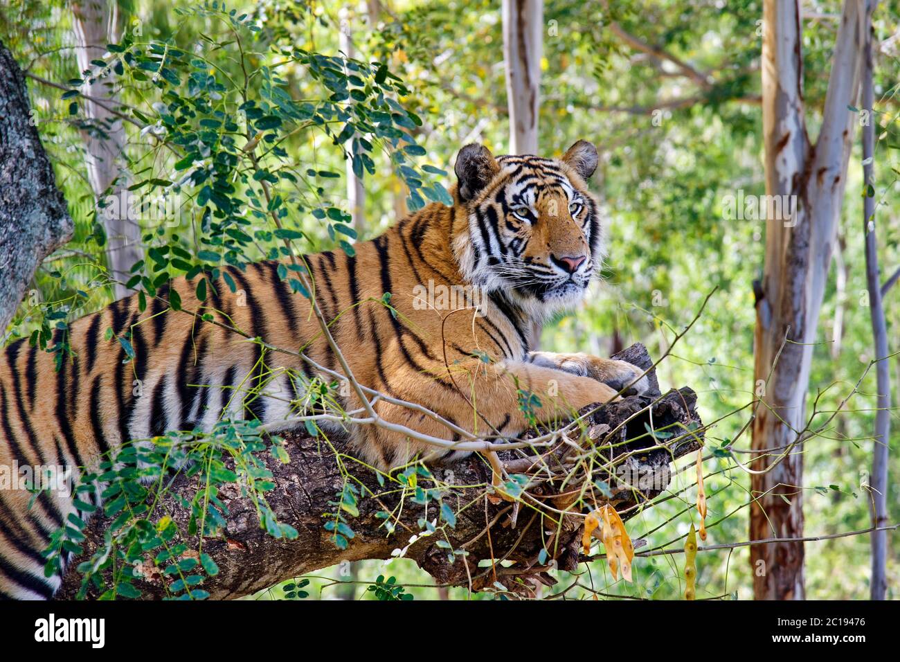 - Tigre du Bengale Panthera tigris tigris Banque D'Images