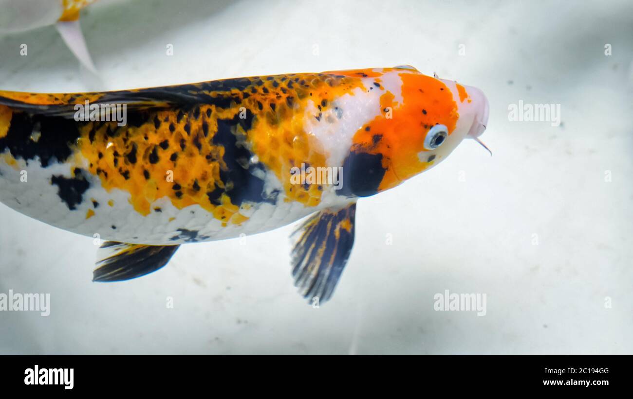 magnifique poisson de couleur orange noir et blanc tourbillonne sous l'eau claire tremblante dans l'aquarium sur la pipe bleu floue Banque D'Images
