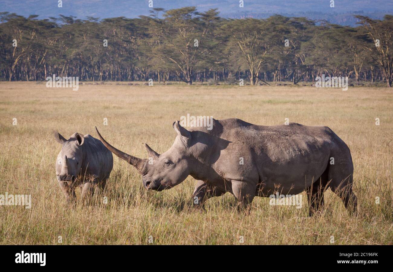 Rhino blanc avec une corne massive et un jeune marchant dans les plaines du lac Nakuru Kenya Banque D'Images