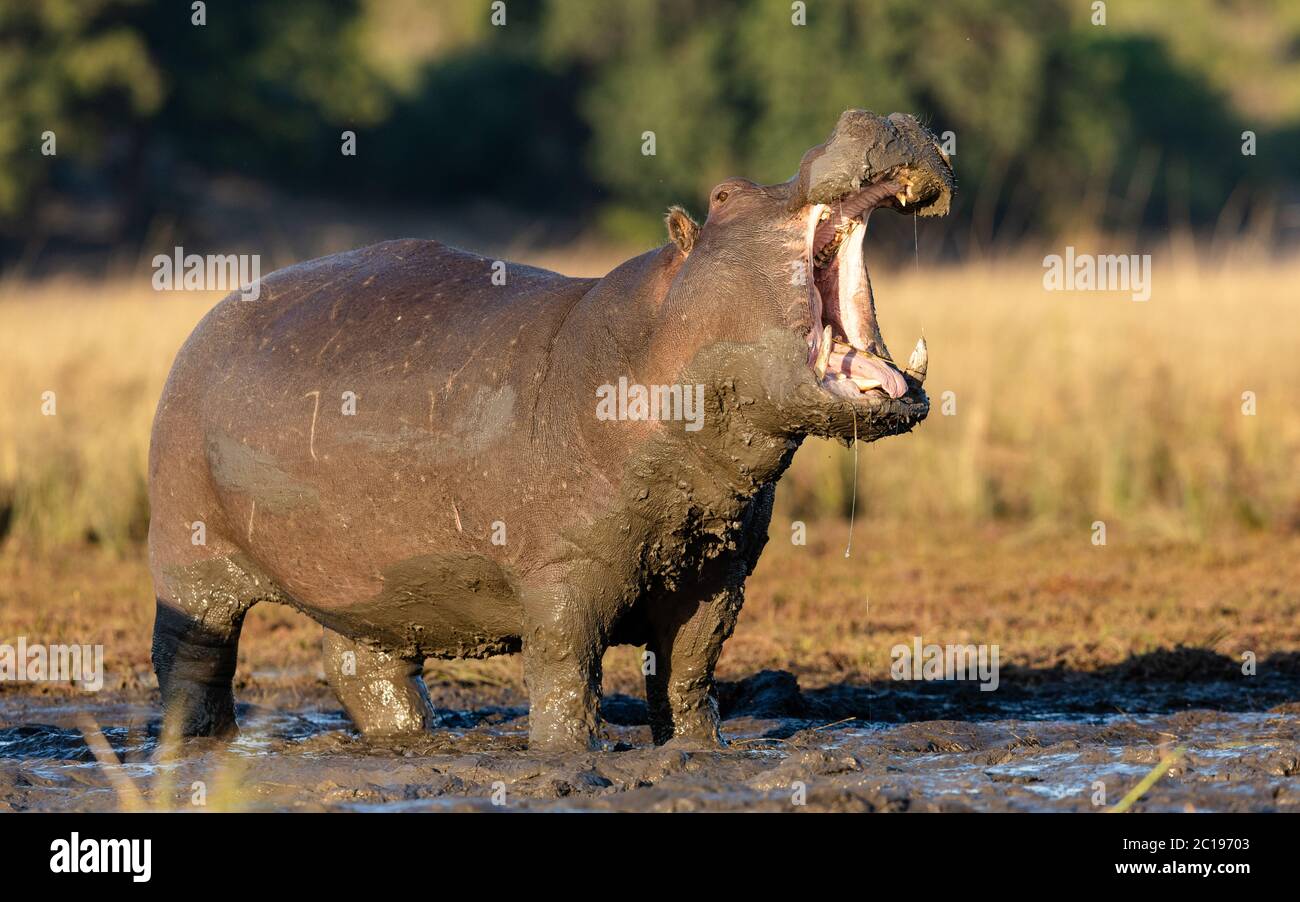 Un hippopotame adulte debout dans la boue avec son corps couvert de boue et de bouche large ouvert dans la lumière chaude de l'après-midi dans la rivière Chobe Botswana Banque D'Images