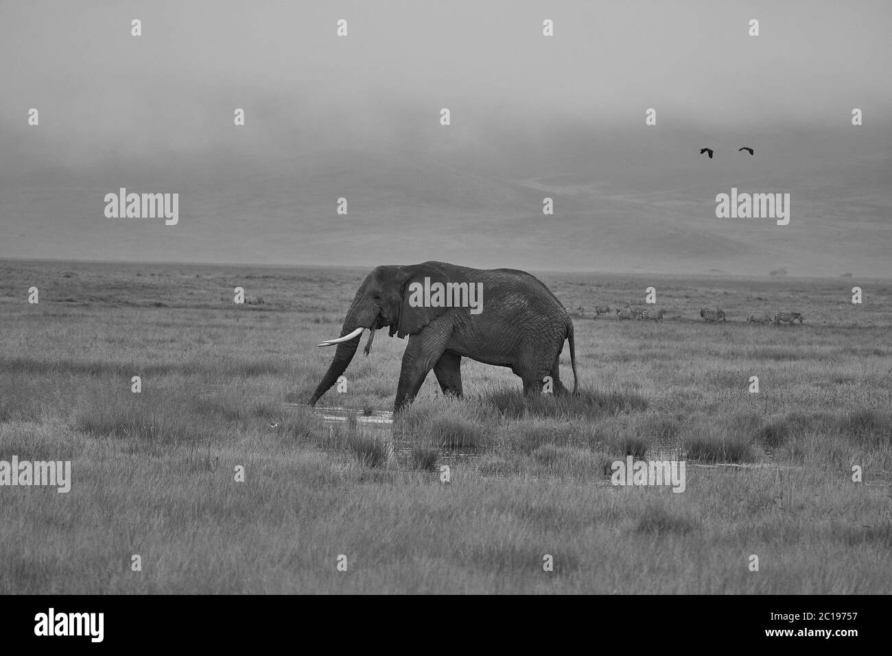 Éléphant Big Tucker énorme Amboseli - Big Five Safari - bébé éléphant de brousse africain Loxodonta africana Banque D'Images