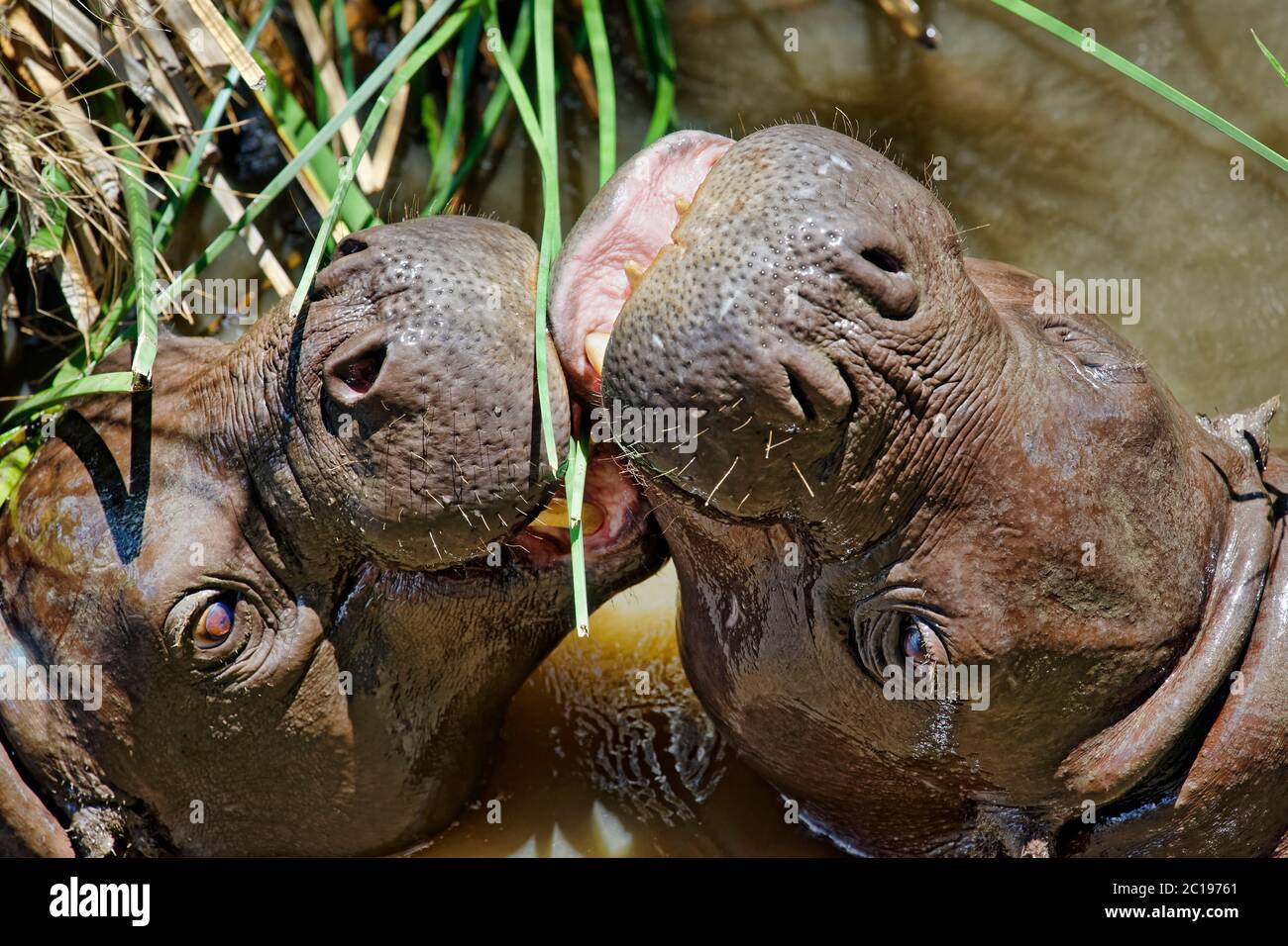Hippopotame pygmée - Choeropsis liberiensis / Hexaprotodon liberiensis Banque D'Images