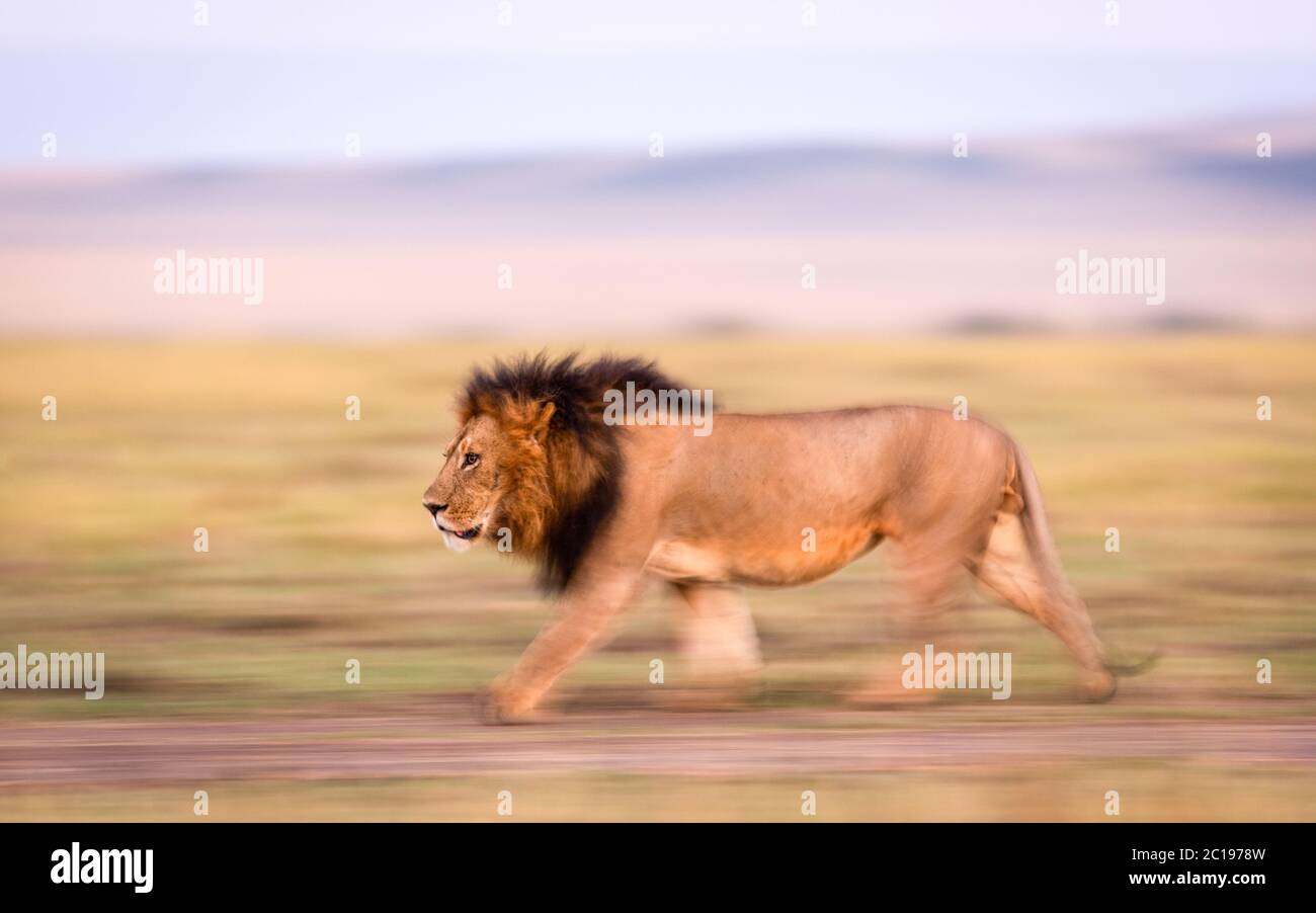 Flou de mouvement horizontal d'un lion mâle adulte marchant à Masai Mara Kenya Banque D'Images