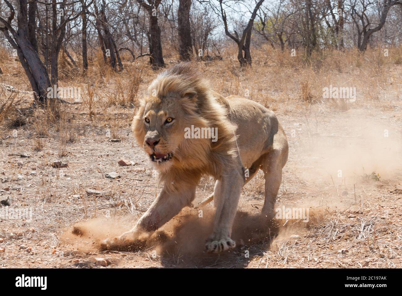Le lion masculin en charge affiche l'agression pendant la saison sèche d'hiver à Kruger Park en Afrique du Sud Banque D'Images