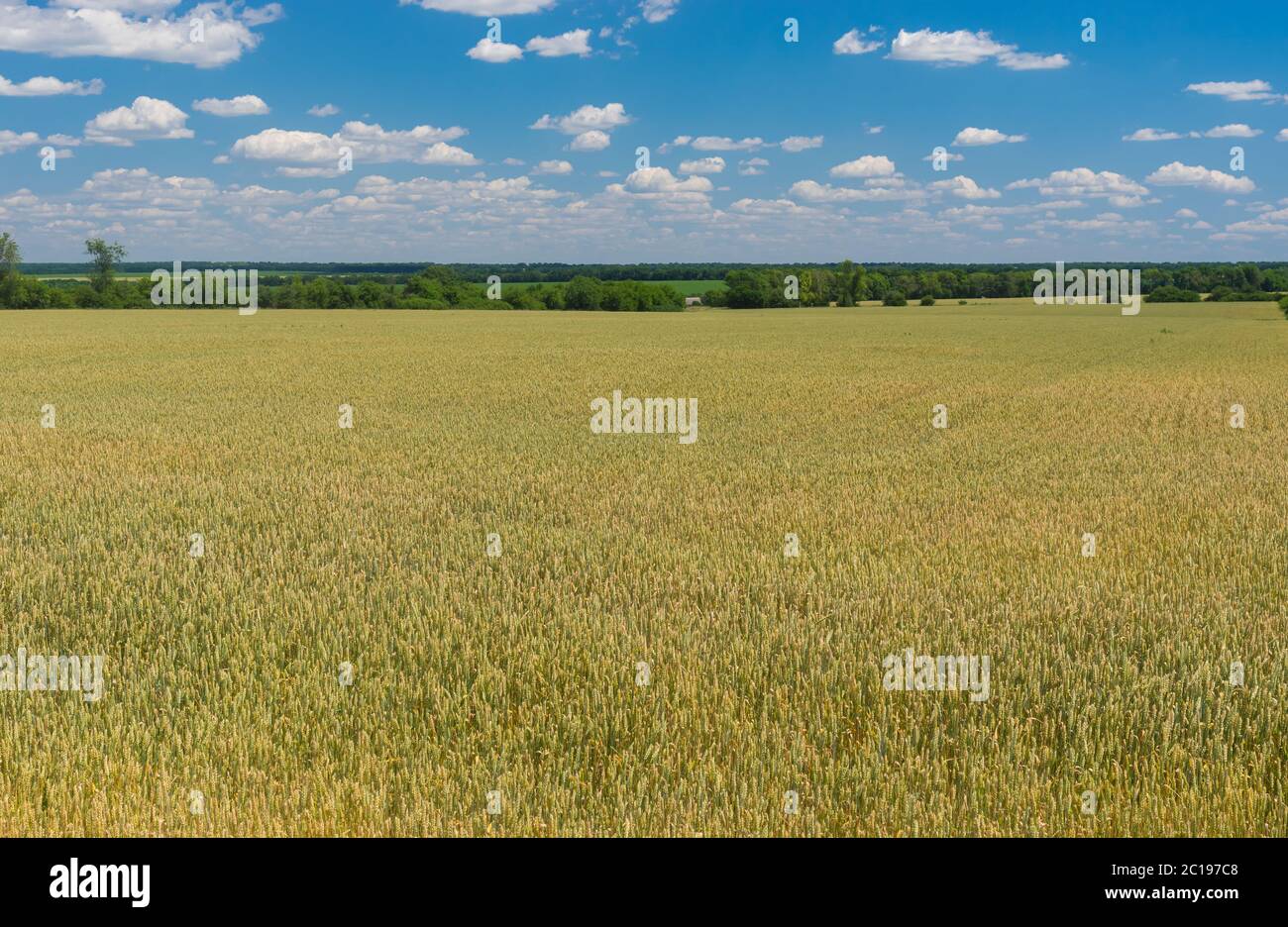 Paysage de juin avec champ agricole avec blé non mûr près de Dnipro ville, Ukraine Banque D'Images