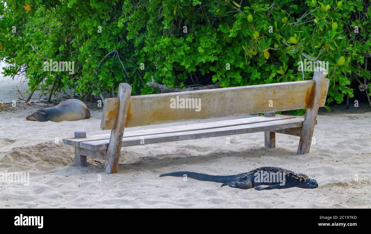Port de plaisance de l'iguana noir et lion de mer, qui dormait autour d'un banc sur une plage de sable des îles Galapagos, en Équateur. Banque D'Images
