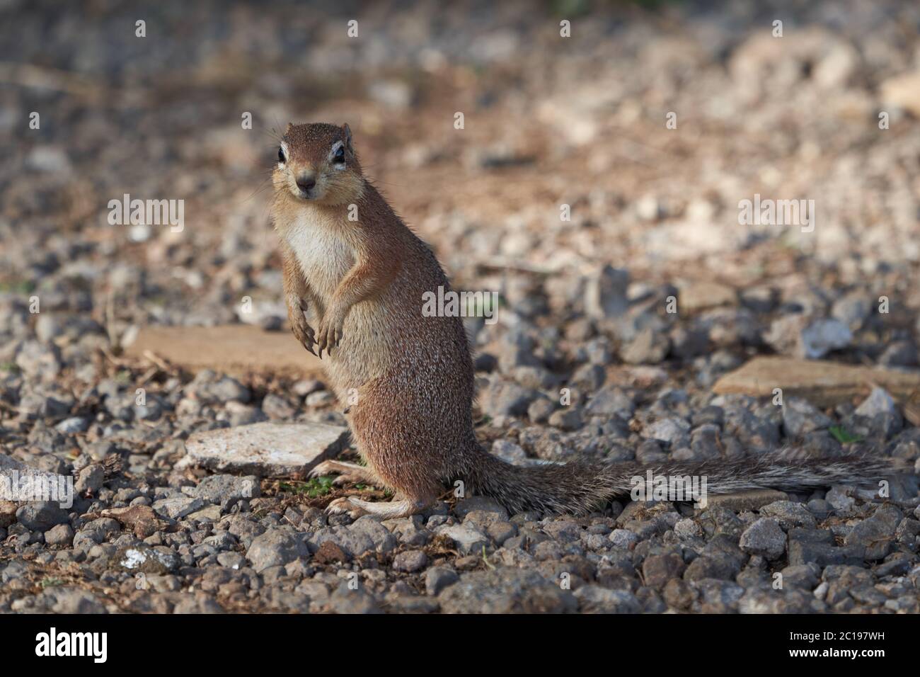 Écureuil non rayé Xerus rutilus Amboseli National Park - l'Afrique mangeant debout Banque D'Images