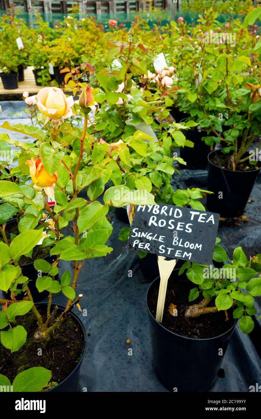 Fleurs hybrides de thé Rose plantes avec une fleur sur chaque tige dans un centre de jardin Banque D'Images