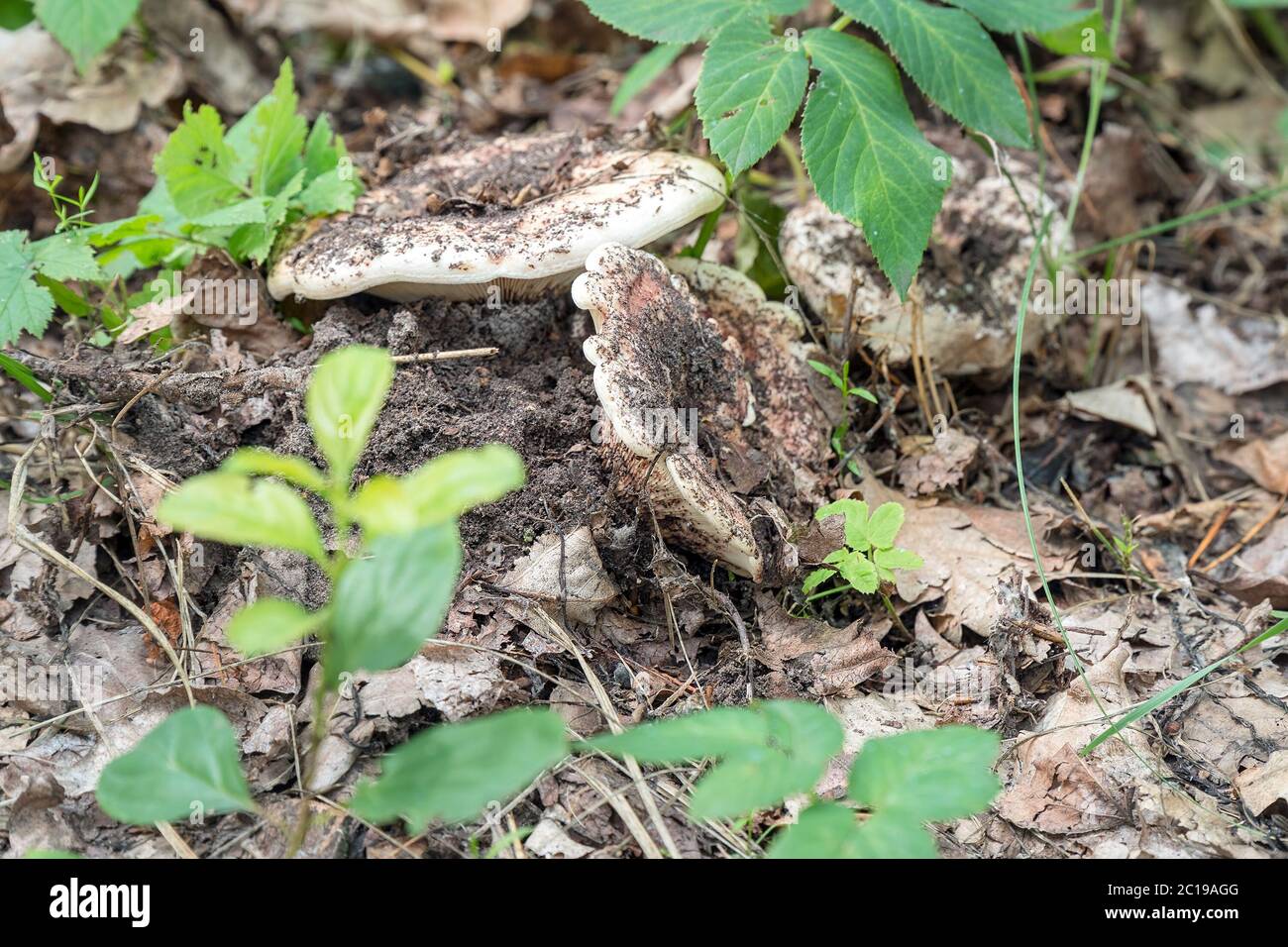 Le champignon du lait blanc pousse du sol dans la forêt Banque D'Images