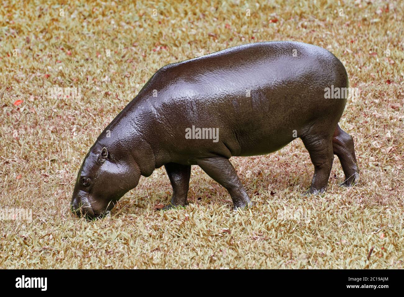 Hippopotame pygmée - Choeropsis liberiensis / Hexaprotodon liberiensis Banque D'Images