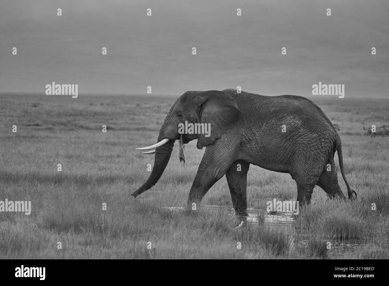 Éléphant Big Tucker énorme Amboseli - Big Five Safari - bébé éléphant de brousse africain Loxodonta africana Banque D'Images