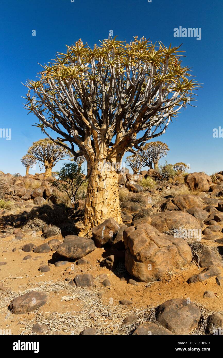 Des arbres plus caloneux sur une colline rocheuse en Namibie, par une chaude journée ensoleillée. De grosses pierres Banque D'Images