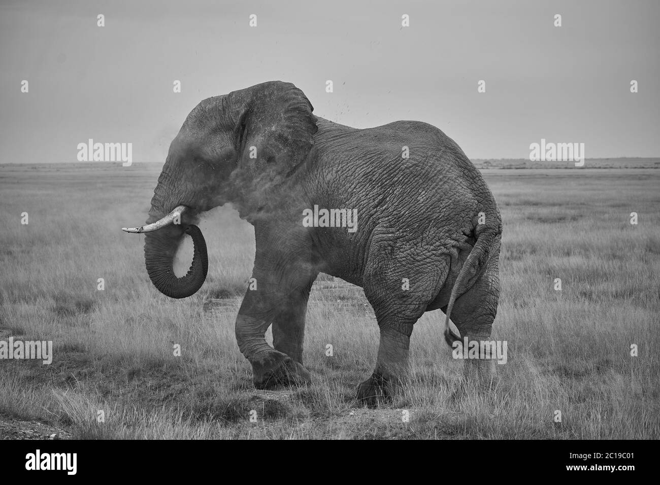 Éléphant Big Tucker énorme Amboseli - Big Five Safari - bébé éléphant de brousse africain Loxodonta africana Banque D'Images