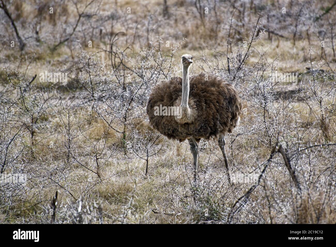 - L'Autruche Struthio camelus Banque D'Images