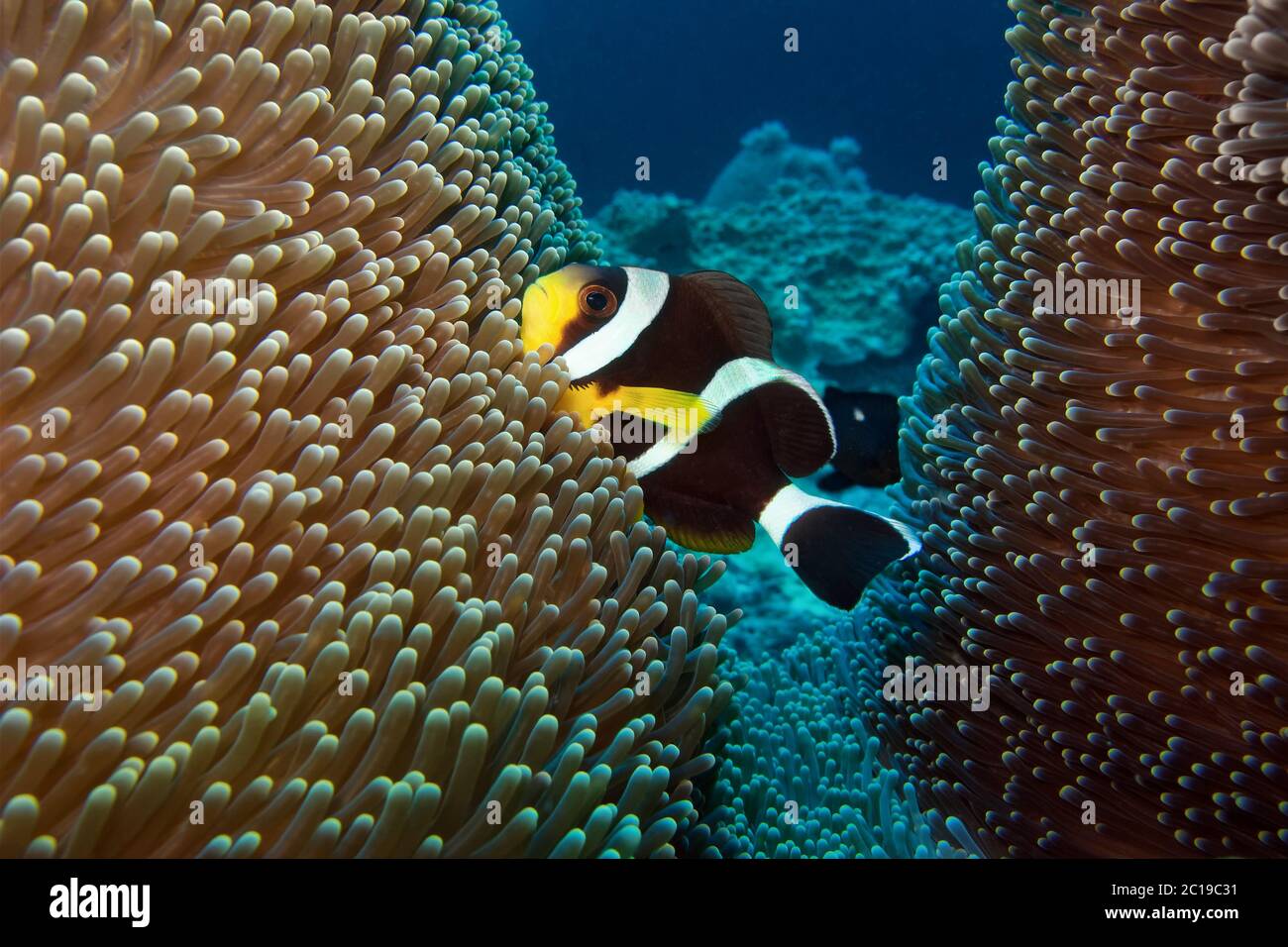 Clownfish Amphiprion chrysogaster mauricienne - Banque D'Images