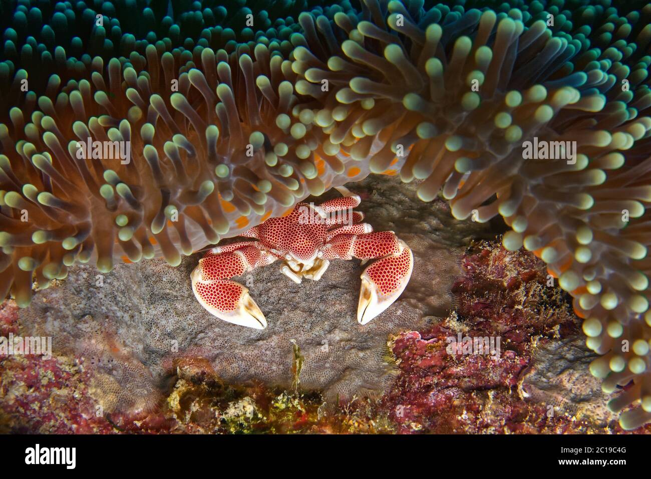 Crabe en porcelaine - Neopetrolisthes macule Banque D'Images