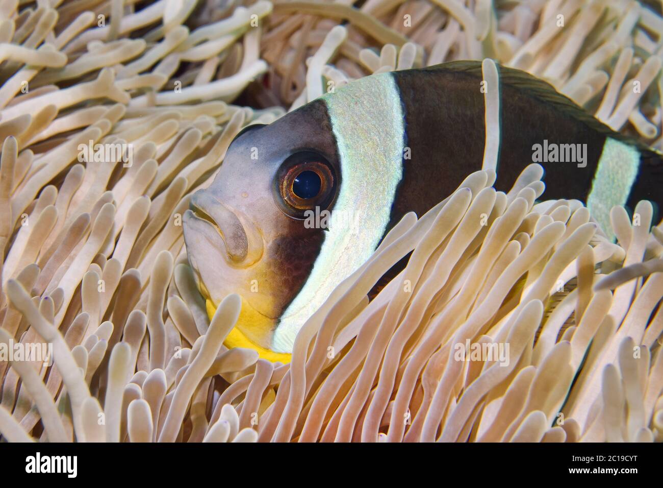 Clownfish Amphiprion chrysogaster mauricienne - Banque D'Images