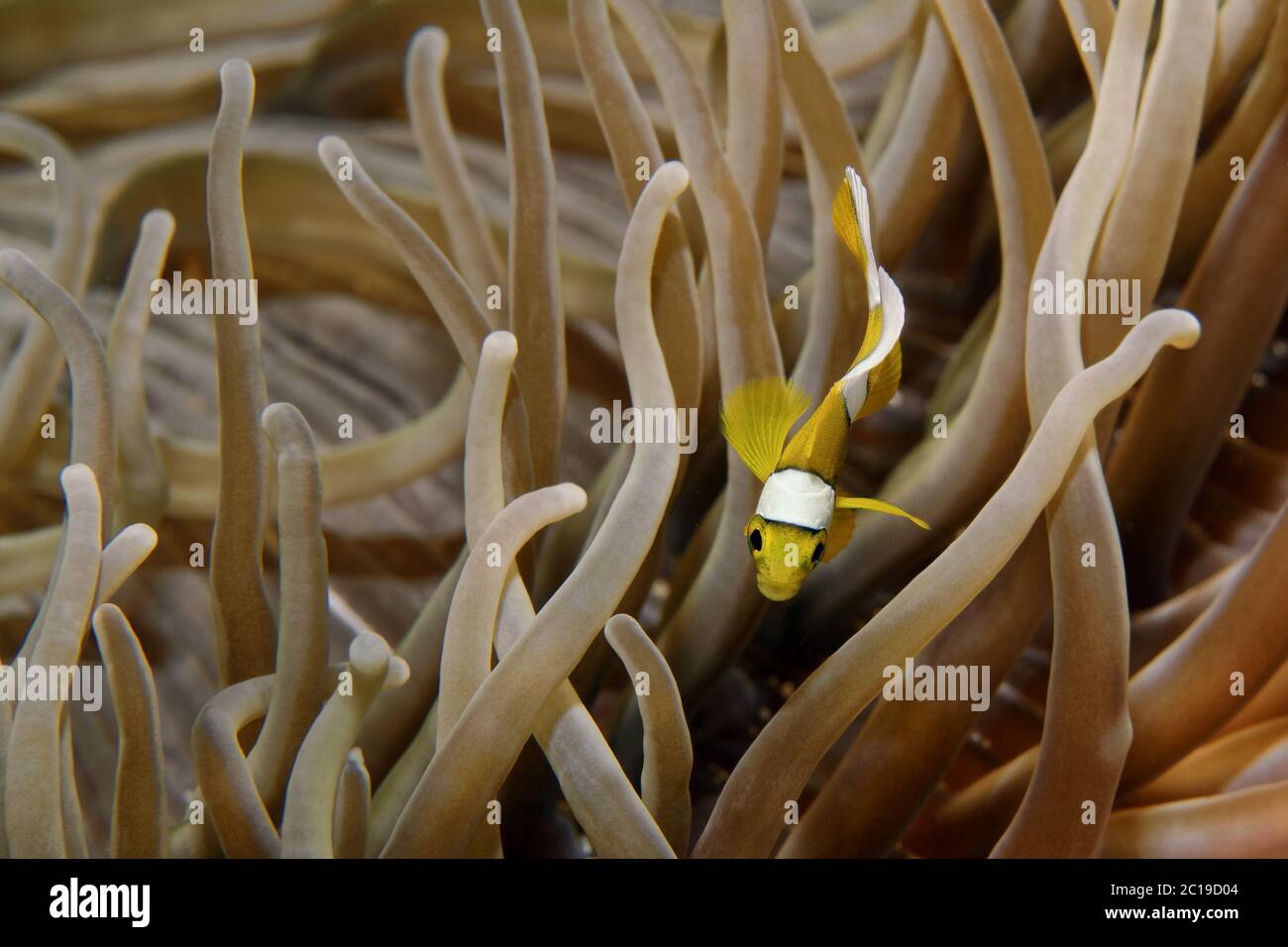 Clownfish Amphiprion mauricienne pour mineurs - chrysogaster Banque D'Images