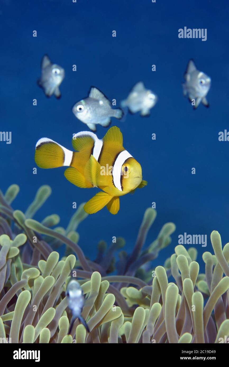 Clownfish Amphiprion mauricienne pour mineurs - chrysogaster Banque D'Images