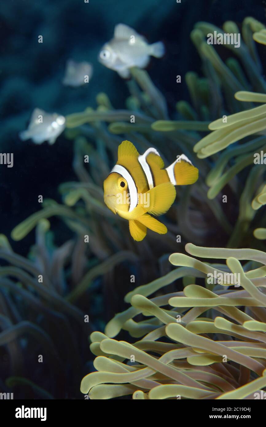 Clownfish Amphiprion mauricienne pour mineurs - chrysogaster Banque D'Images