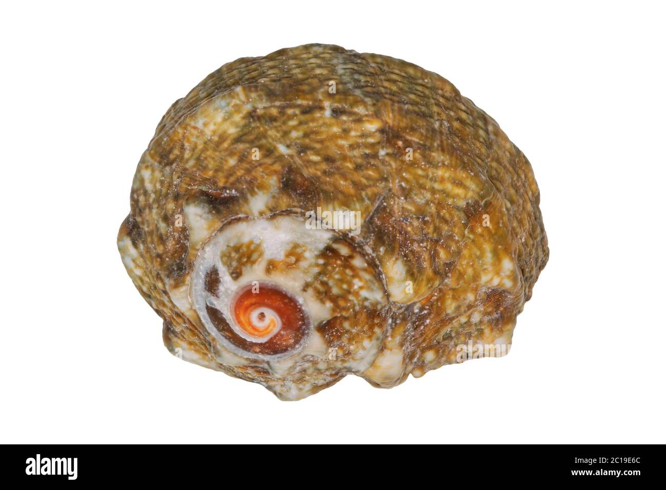 Sea Shell isolé sur fond blanc Banque D'Images