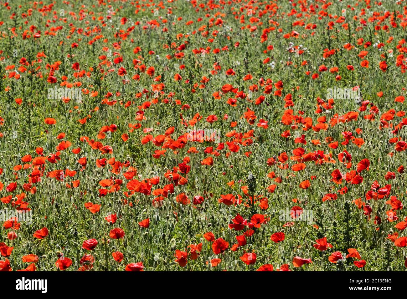 La vue spectaculaire des rhoeas de Poppies communes qui poussent dans un champ surplombant Polly Porth Joke dans le cadre du projet des champs arables sur Pentire Banque D'Images