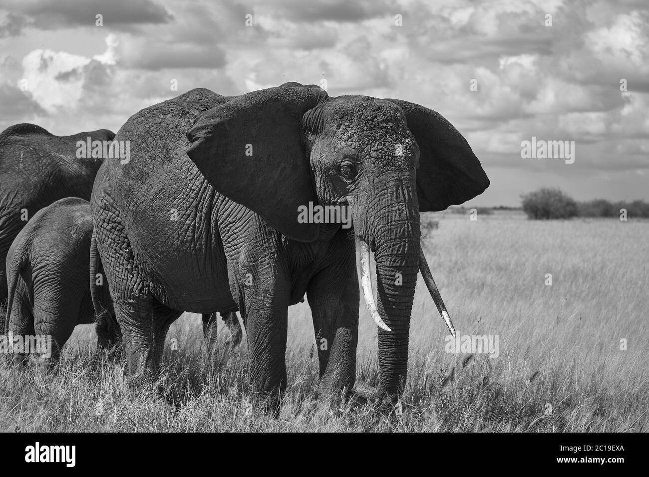 Éléphant bébé Amboseli - Big Five Safari - bébé éléphant de brousse africain Loxodonta africana Banque D'Images