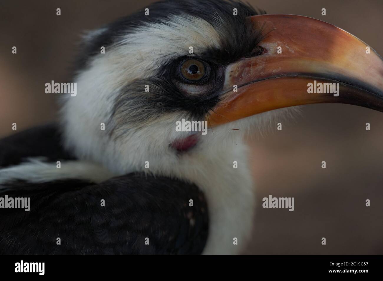 Hornbill à bec rouge du Nord Tockus Erythrorhynchus Portrait Afrique Banque D'Images