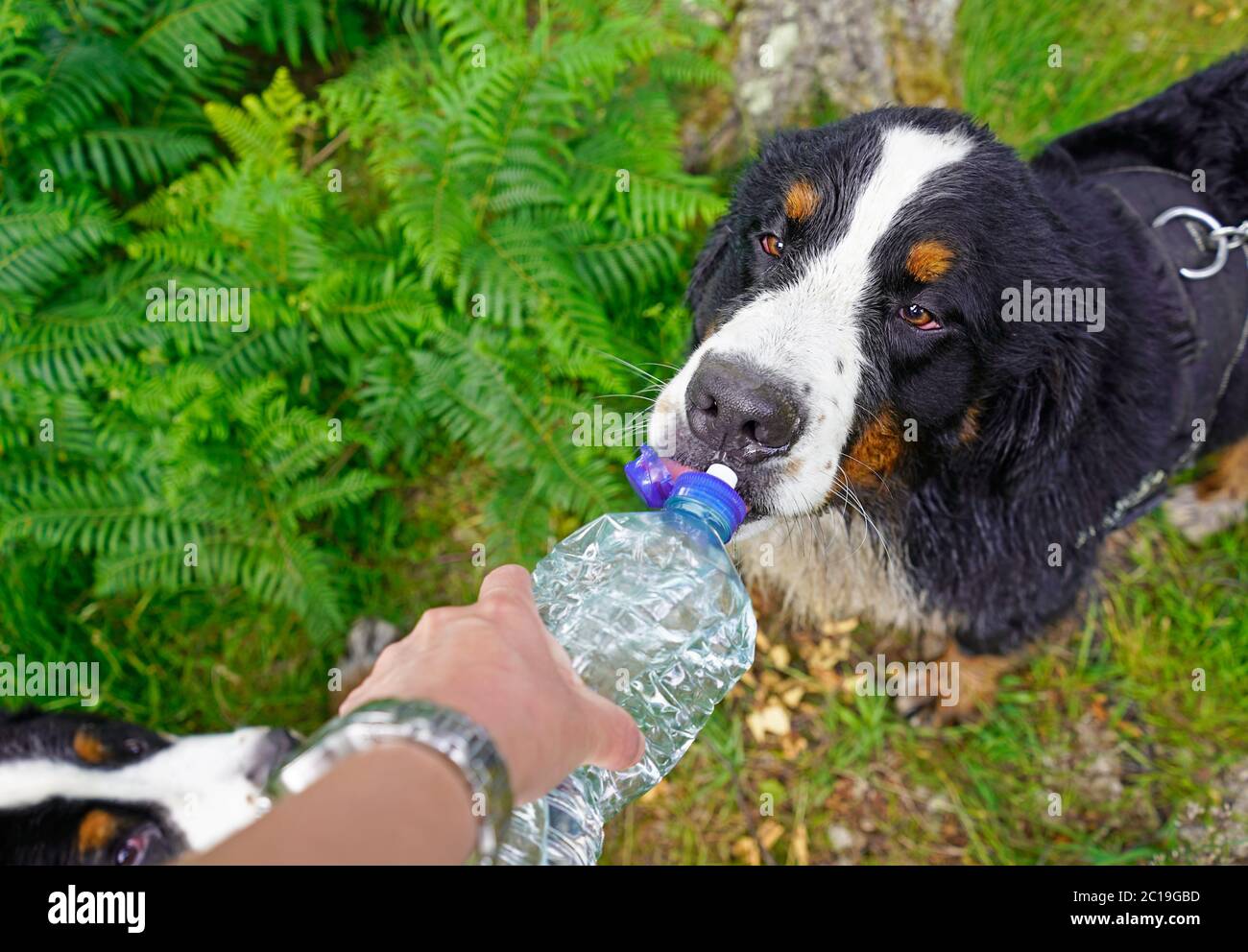 Chien Avec Une Bouteille En Plastique Banque De Photographies Et D chien-avec-une-bouteille-en-plastique-banque-de-photographies-et-d