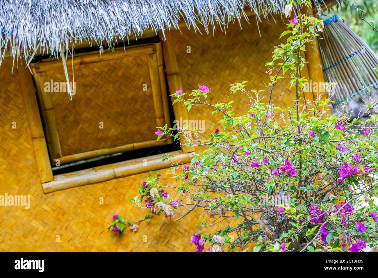 Vue inclinée d'une hutte en rotin avec un toit de chaume bleu, face à un Bush à fleurs luxuriantes. Banque D'Images