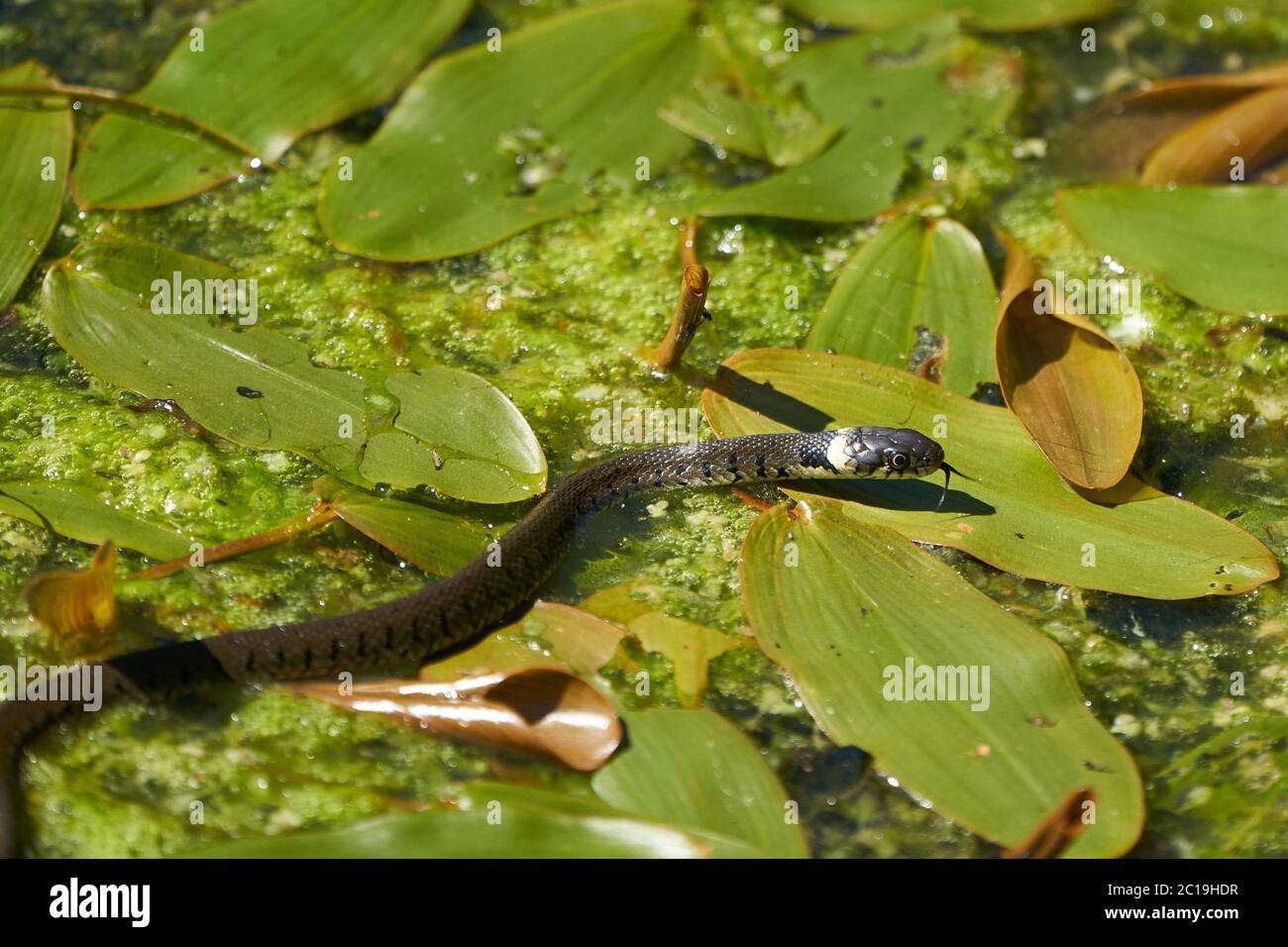 Serpent gras dans le portrait du lac Natrix Natrix Banque D'Images