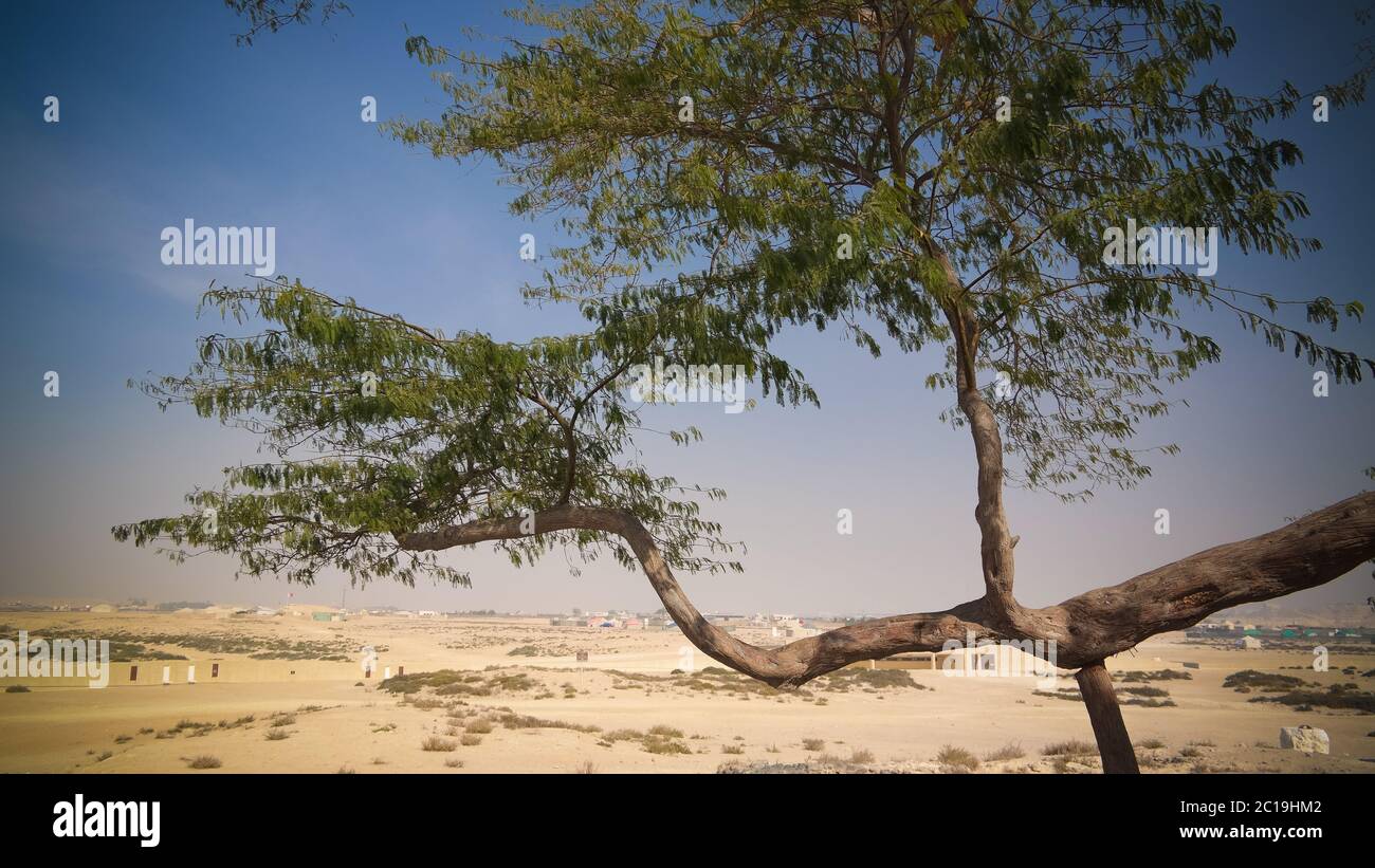 Arbre de vie légendaire, désert de bahreïn Banque D'Images
